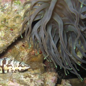 Harlequin Bass andGiant Anemone