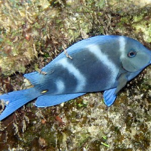 Blue Tang