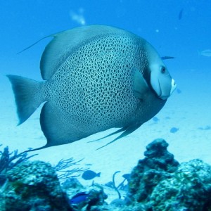 Gray Angelfish