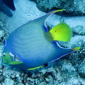 Queen Angelfish