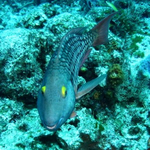 ____  Parrotfish