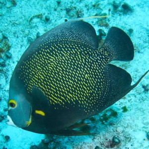 French Angelfish