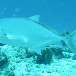 Crevalle Jack