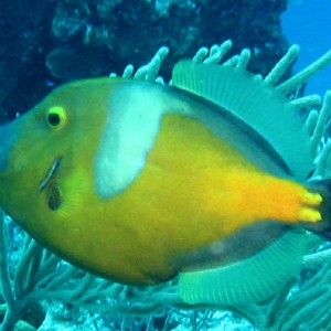 Whitespotted Filefish