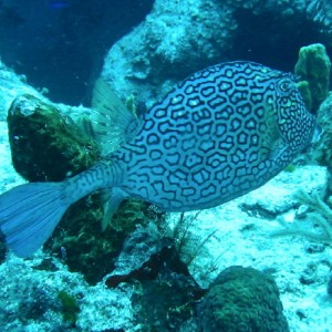 Honeycomb Cowfish