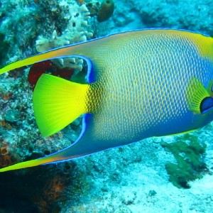 Queen Angelfish