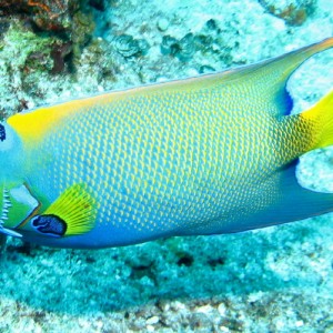 Queen Angelfish