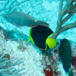 Rock Beauty (center)