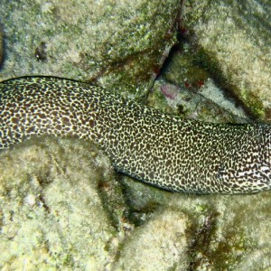 Spotted Moray