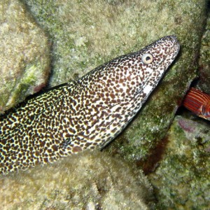 Spotted Moray and Reef Squirrelfish