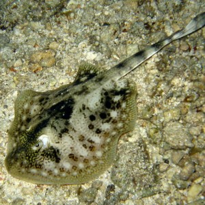 Yellow Stingray