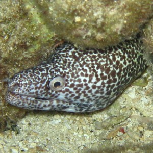 Spotted Moray