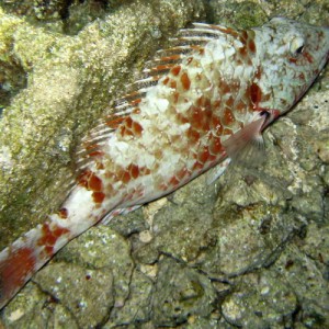 Redband Parrot