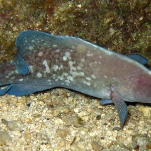 Greater Soapfish