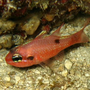 Flamefish