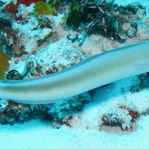 Sand Tilefish