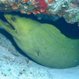 Green Moray Eel