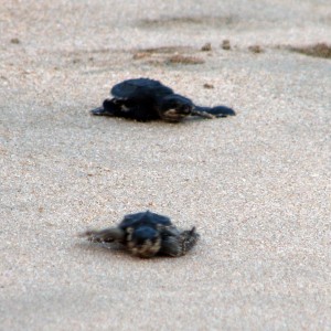 Letting turtles go in Ixtapa