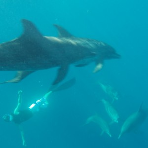 Attack of the dreaded dolphin shark.