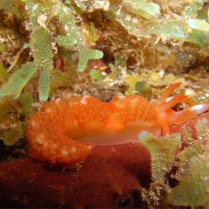 Moridilla brockii nudibranch