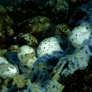 Fons at Thailand, Nudibranch