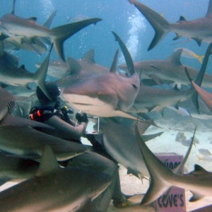 Close encounter of the sharky kind!