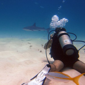 Shark Shooter