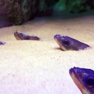 Blenny