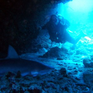 Blacktip reef shark sleeping in cave