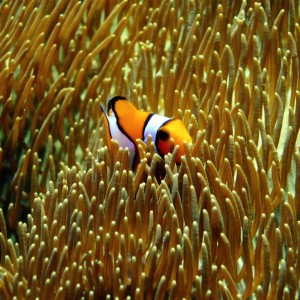 Clown Fish