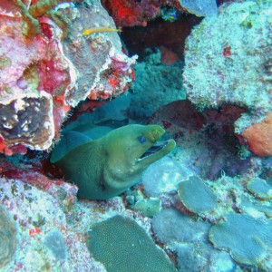 Moray Eel