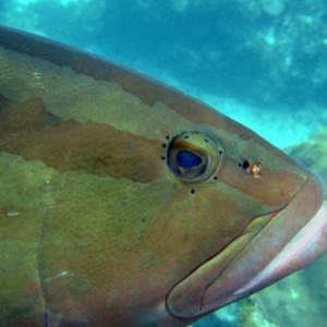 Grouper