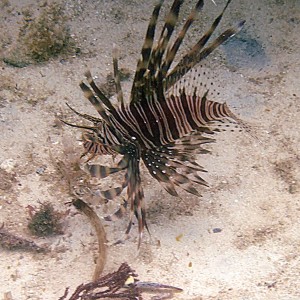 Lionfish