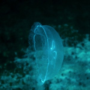 Moon Jelly