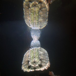 Alligator Snapping Turtle Reflection