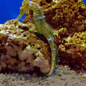 Seahorse