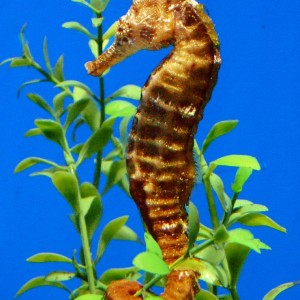 Seahorse hanging on