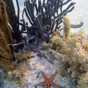 Starfish