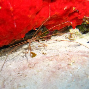 Arrowhead_Crab