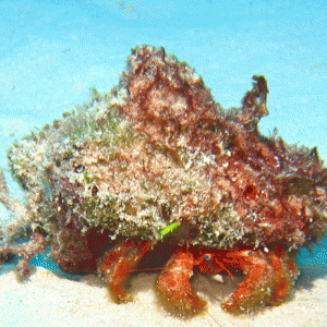 Hermit-Crab