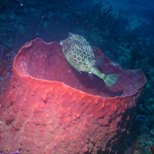 Cowfish on Barrel Sponge