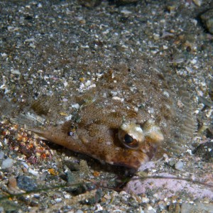 hiding flounder