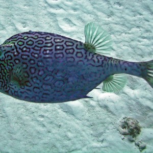 Honeycomb Cowfish