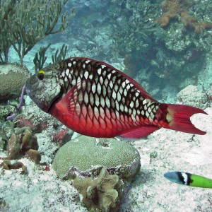 StopLight Parrotfish