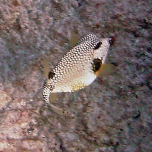 Smooth Trunkfish