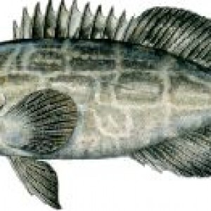 Black grouper