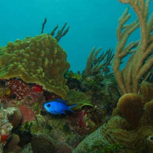 Reef Scene with Blue Devil