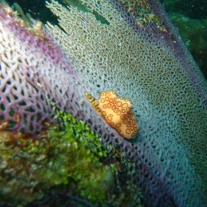 Flamingo Tongue on Sea Fan