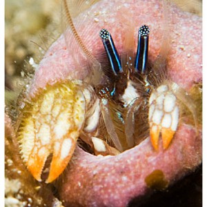 Coral crab