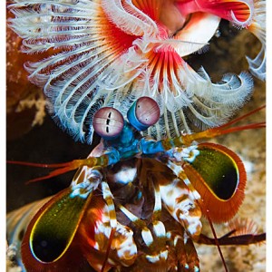 Mantis shrimp